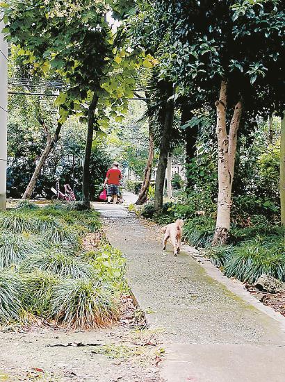国和二村,未系犬绳的宠物犬和主人相隔很远。