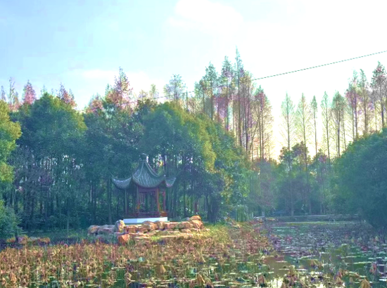 森林探索