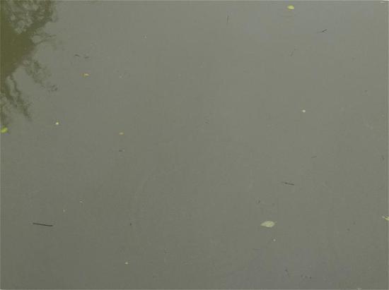 虹康新苑小区南部的陆家浜,雨后河水十分浑浊。