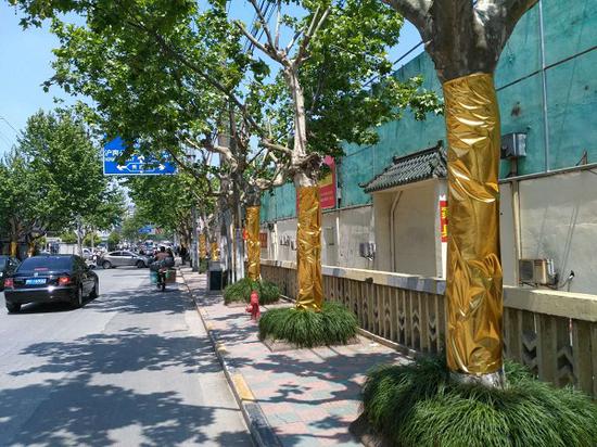 图说:马路两边多棵行道树被强行“穿”上了金色的“衣裳” 新民晚报记者 徐驰 摄