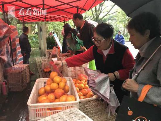 沪郊优质柑桔进八大公园直销 单价1.9元\/斤