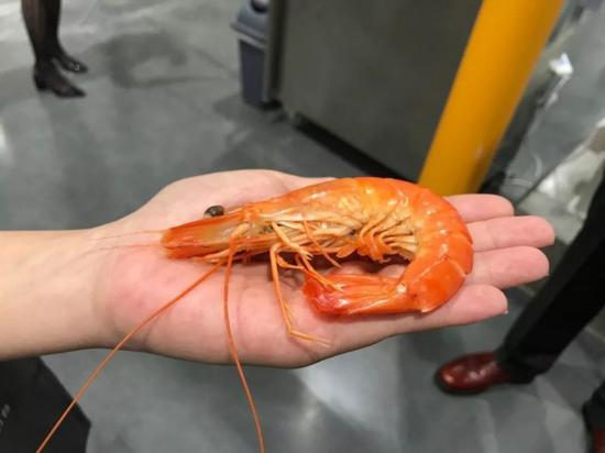 黑虎虾