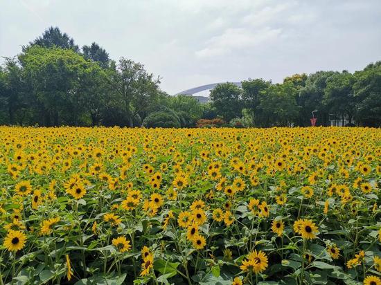 给点阳光就灿烂的向日葵花海
