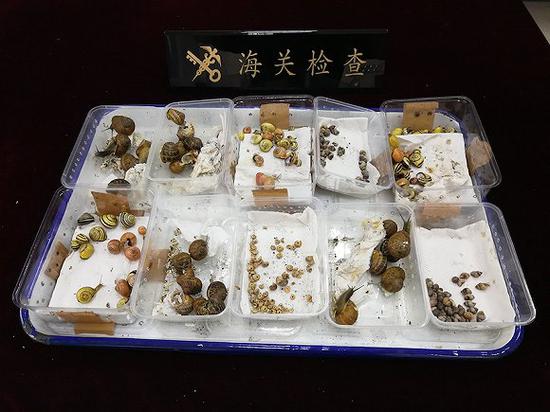上海海关所属邮局海关查获的活体蜗牛、螺蛳10盒243只