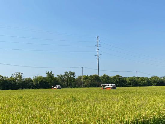 9月3日,汇民农业专业合作社开始收割稻米。 李谆谆 图