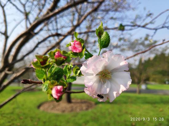 图说：“嘉奖”樱花 辰山植物园供图