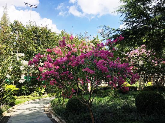 图说:奉贤文化广场绿地紫薇花开