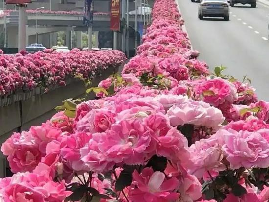 高架两侧悬挂花箱里盛放的花卉