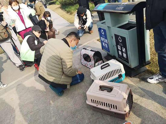 兽医志愿者张昕观察待做手术的流浪猫