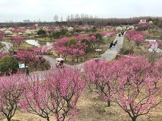 金山花开海上生态园春景。 高建文 图