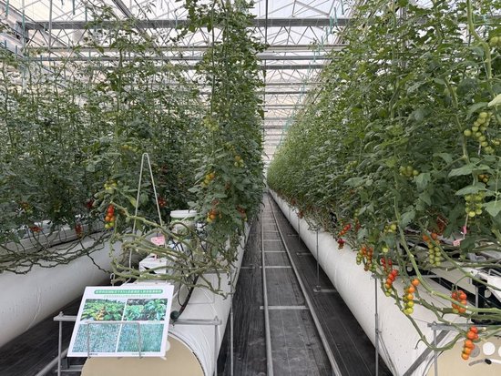 我国首款RNA生物农药进行了广泛的实验和测试。