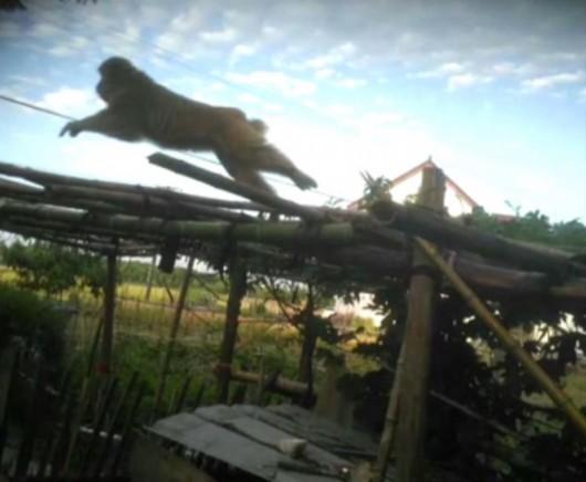 图说:猴子经常出没在村子后的小桥上 村民供图
