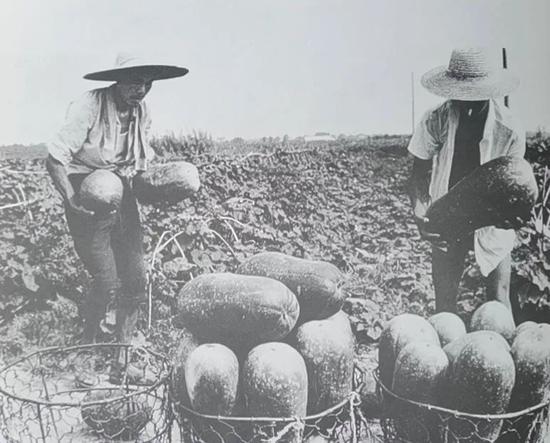 虹桥公社井亭三队冬瓜生产实行联产计酬（摄于1981年7月27日）