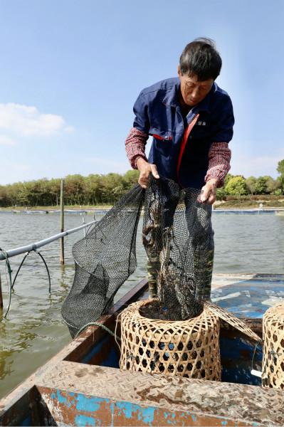 图说:崇明清水蟹正式开捕。
