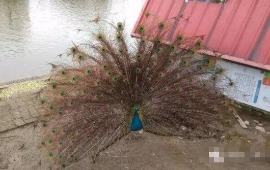 校园就是动物园