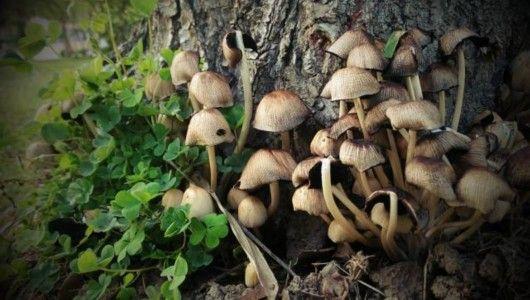 中医药博物馆、百草园