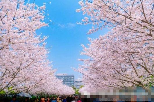 樱花大道
