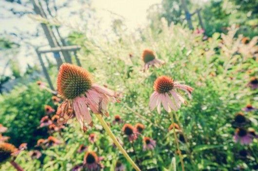 园林植物标本园