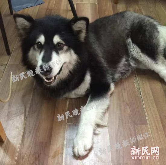 图说:目前仍滞留在派出所内“蹭吃蹭喝”的阿拉斯加MM。徐汇警方 图