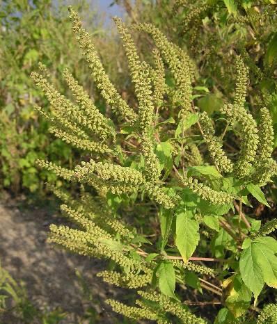 三裂叶豚草花