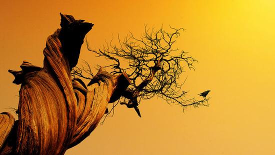 15米高枯树斜插在居民家房顶 市民热线牵头化