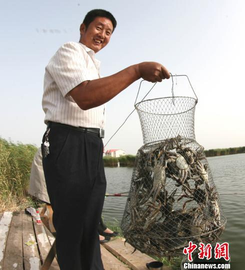 捕捞中华绒螯蟹 资料图