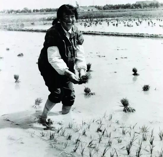 1970年代农民插秧