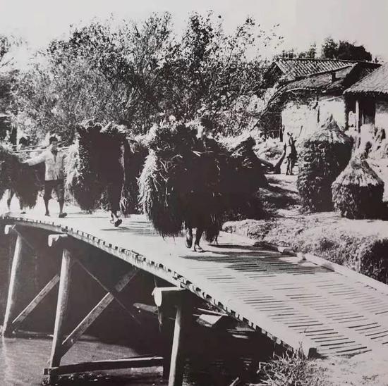 西郊区黎明合作社（现华漕黎明村）稻谷丰收，社员满载而归（摄于1957年11月）