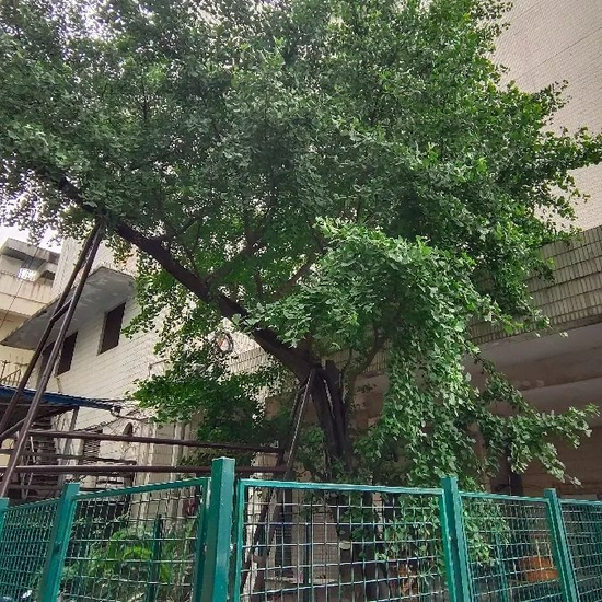 (海宁路358号的一株古银杏树)
