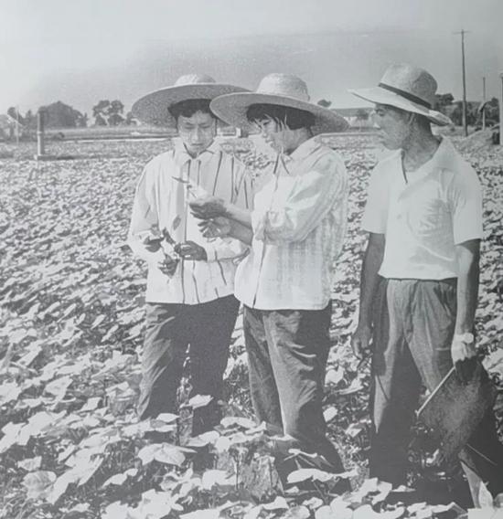 　　上海县北桥公社生产队建立联产承包责任制，生产队对一些缺乏生产经验的年轻社员进行田头帮助。（摄于1981年6月25日）