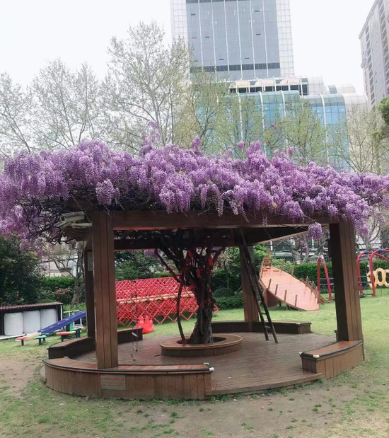 上海新增15株古树和5株古树后续资源