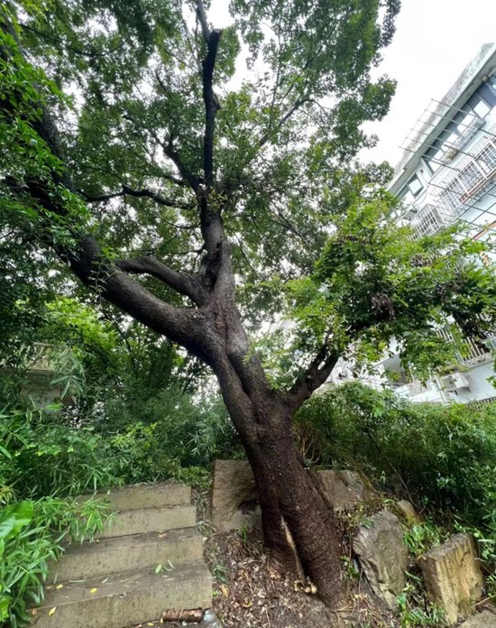 上海新增15株古树和5株古树后续资源