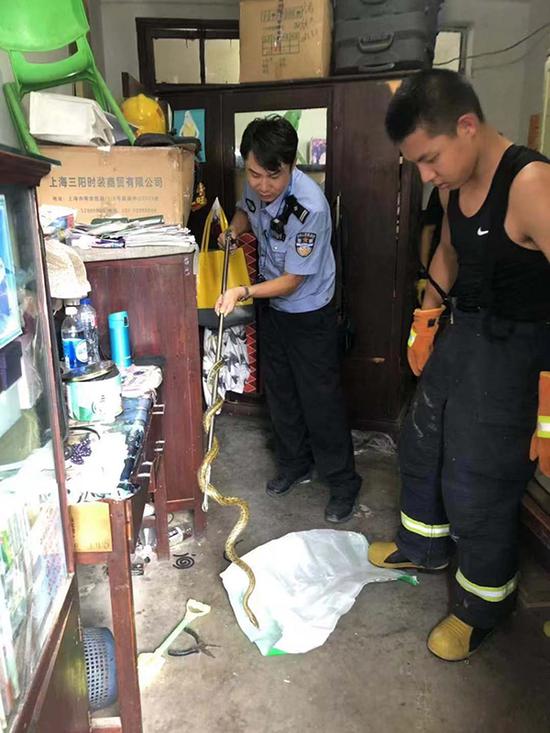 民警捕获两米长菜花蛇。