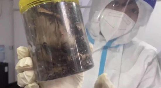 海关查获活体蚂蚁26瓶 上海海关供图