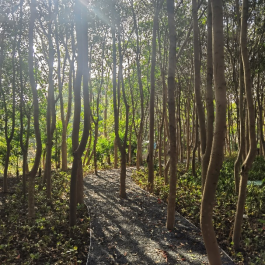自然探索道(改造后)