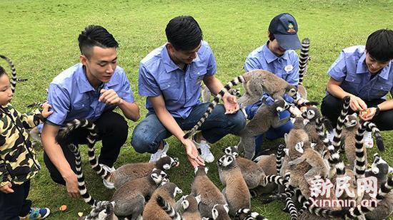 新民晚报新民网 胡彦珣 摄