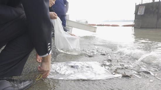 被放流的鱼苗 澎湃新闻记者 邹桥 图