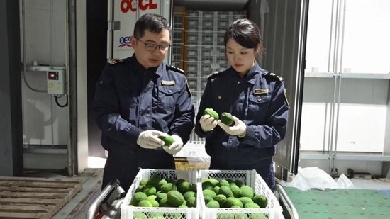 图为一批来自秘鲁的牛油果抵达上海港。新华社发