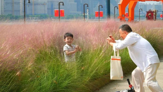 杨浦滨江秀带广场附近的大片粉黛乱子草吸引市民驻足拍照(央广网发 杨浦区新闻办供图)