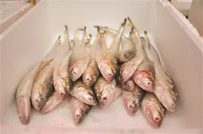 ① 生长在深海里,海刀的鱼眼睛比较大