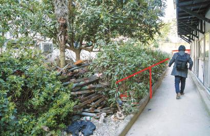 国定路600弄小区,一般只到人腰的灌木丛,却长到了一名成年男子的高度,绿地中也堆满了建材和生活垃圾,小区绿化品质亟待改善。