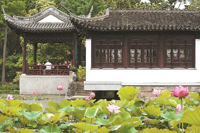 古猗园荷花满塘,吸引游客入园观赏。本报见习记者 司占伟 摄