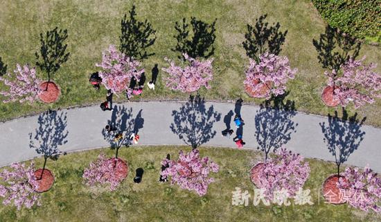 圖說:上海櫻花節后天在顧村公園拉開帷幕。