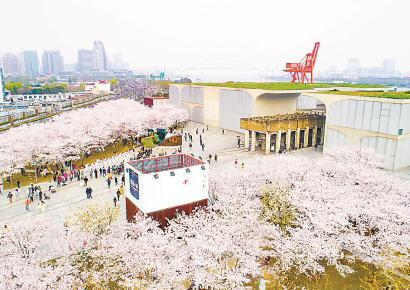 今年清明节小长假,龙美术馆外的樱花林成市民游客“打卡”胜地。 (资料)