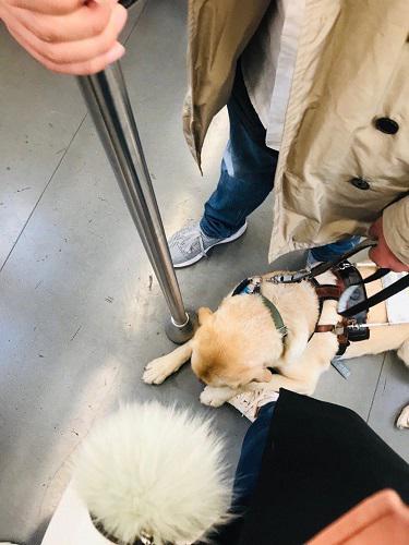 图说:导盲犬压住了女乘客的脚 来源/网友供图(下同)