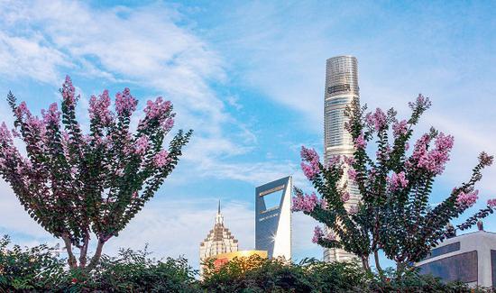 图说:外滩紫薇 采访对象供图(下同)