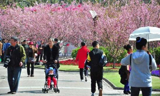 3月28日,上海人民公园海棠花盛放,吸引市民和游客前来赏花拍照。视觉中国 图