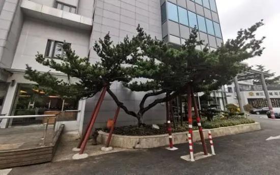技术人员根据古五针松的树形特征,结合现场条件为其新建了钢管支撑。