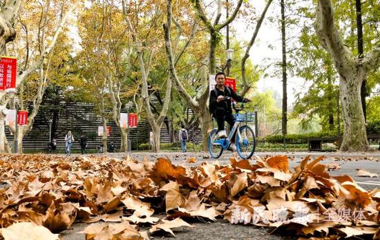 图说：沪上“落叶不扫景观道”从明天起再度上线 新民晚报记者 孙中钦 摄