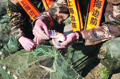 捕捞网具中的一只小鸟不幸死亡。